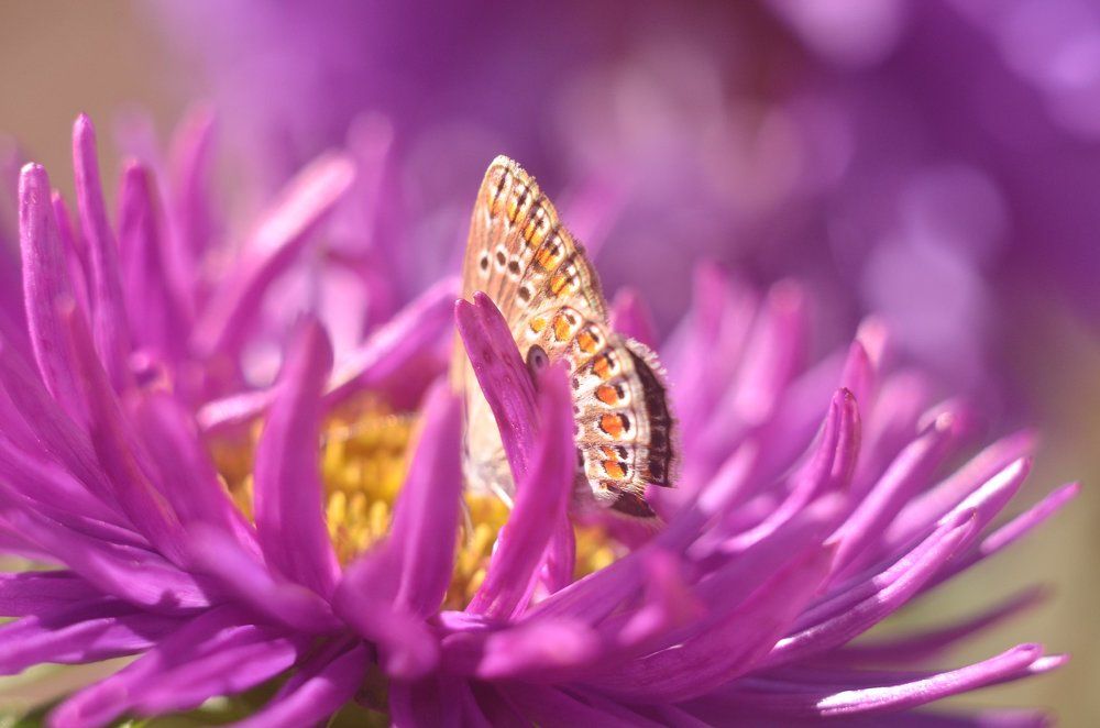 Девушка в фиолетовом