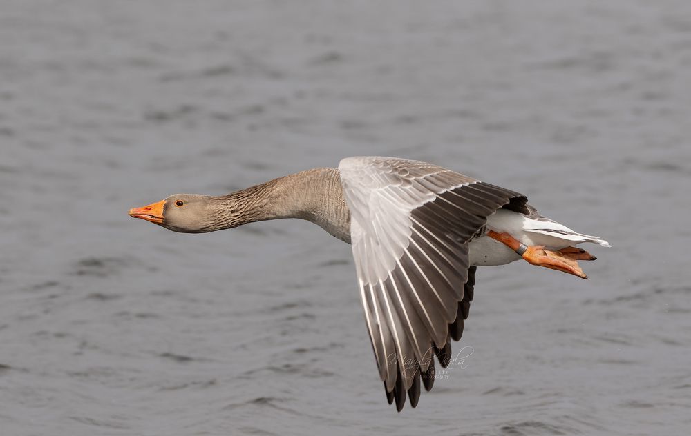 Greylag Goose