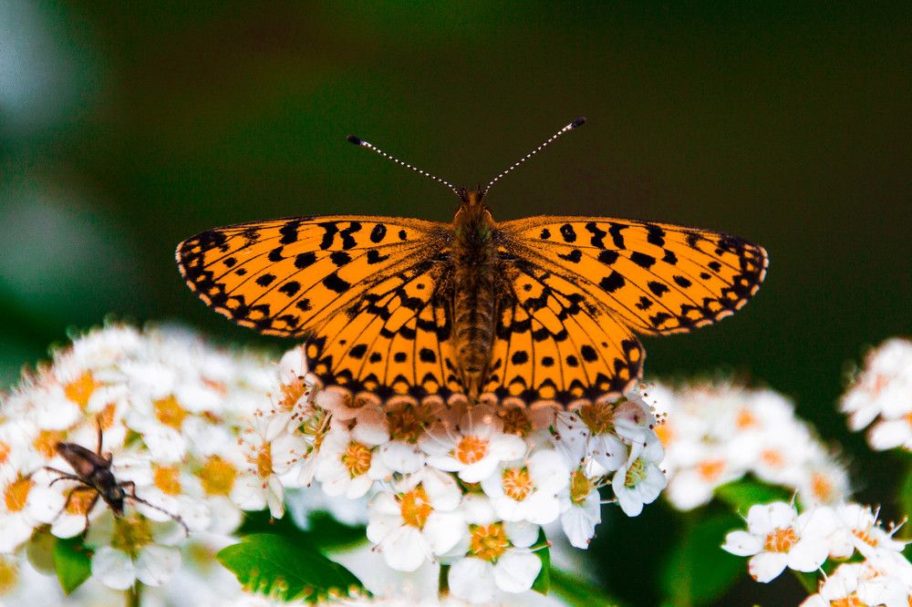 Без названия