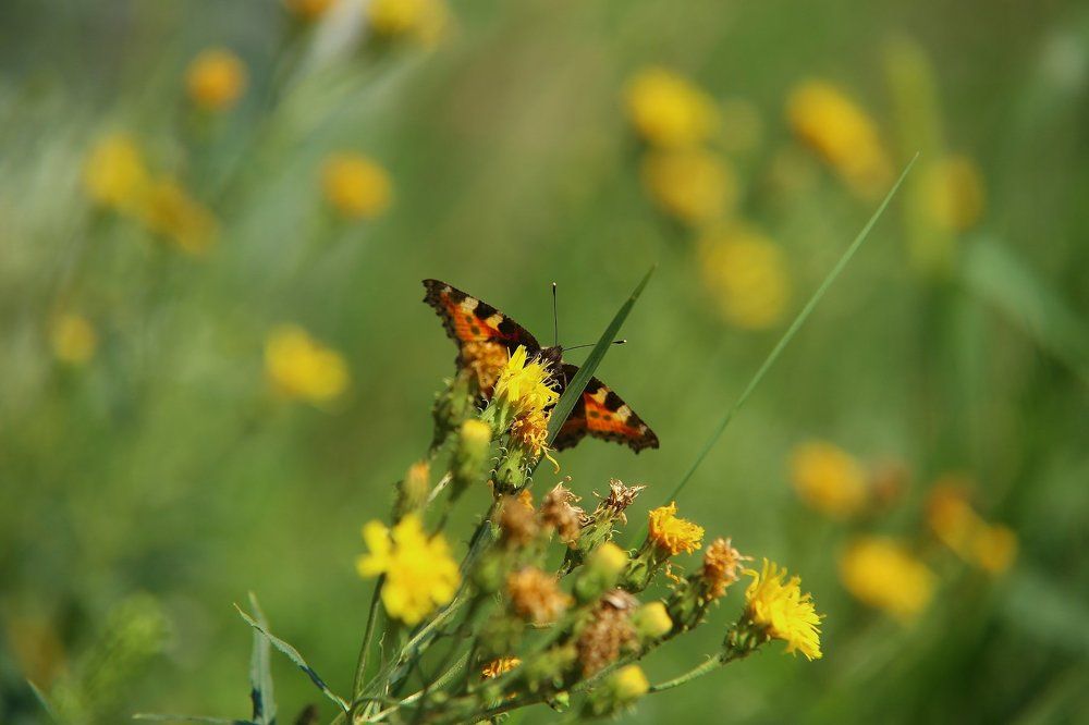 Photograph by Анжелика Сидорова