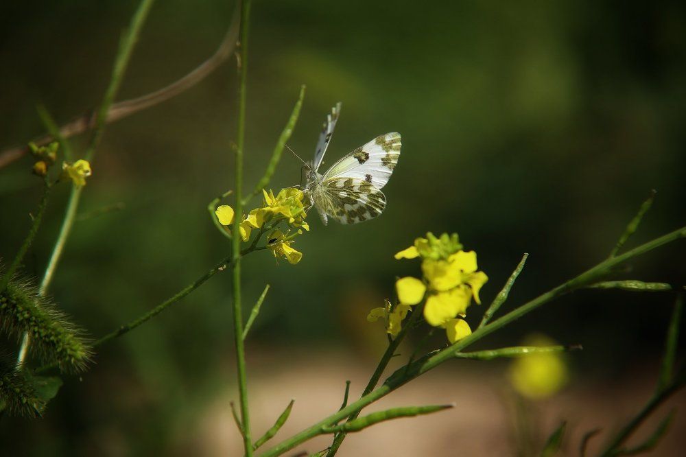 Photograph by Анжелика Сидорова