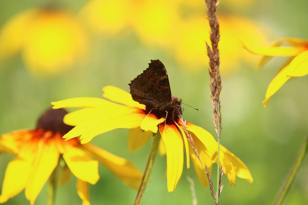 Photograph by Анжелика Сидорова