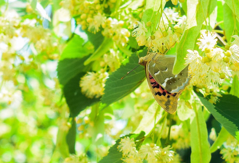 Photograph by Карина Чечель