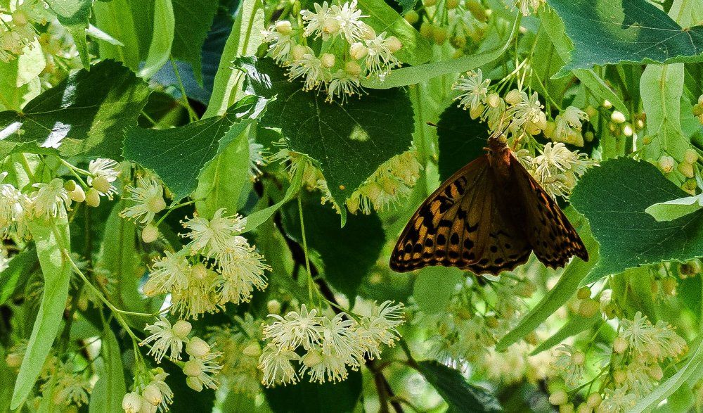 Photograph by Карина Чечель