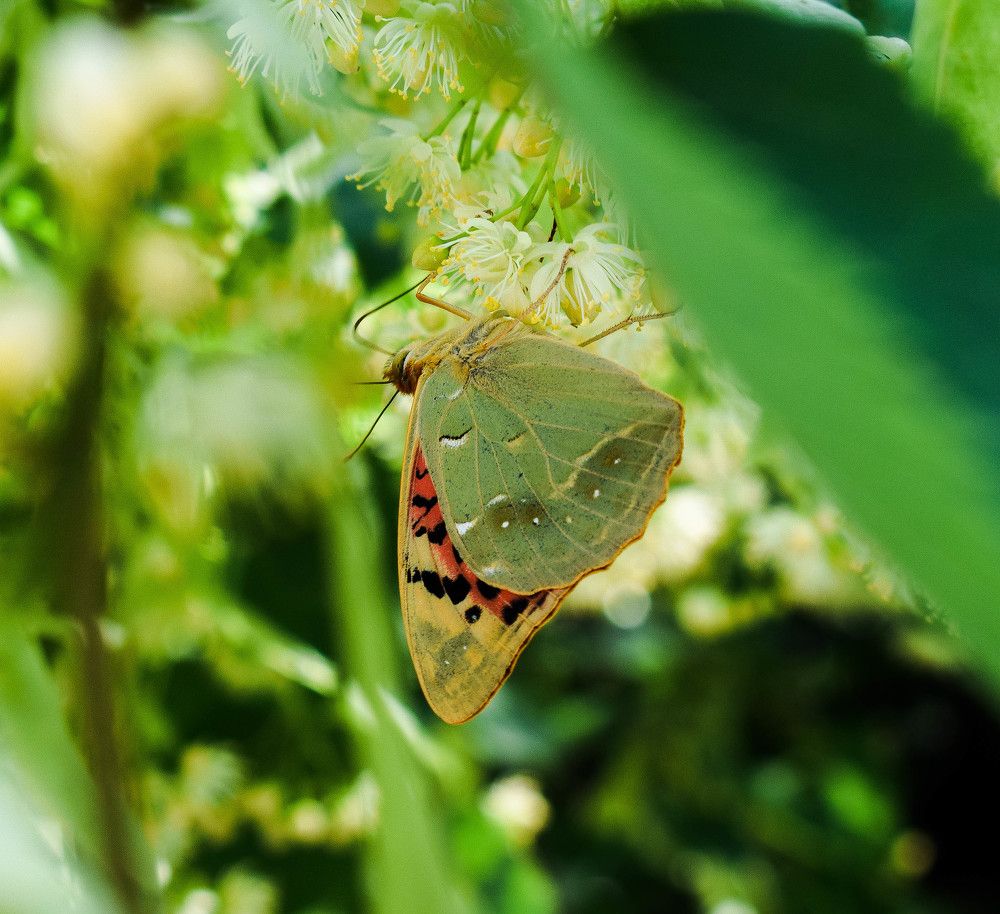 Photograph by Карина Чечель