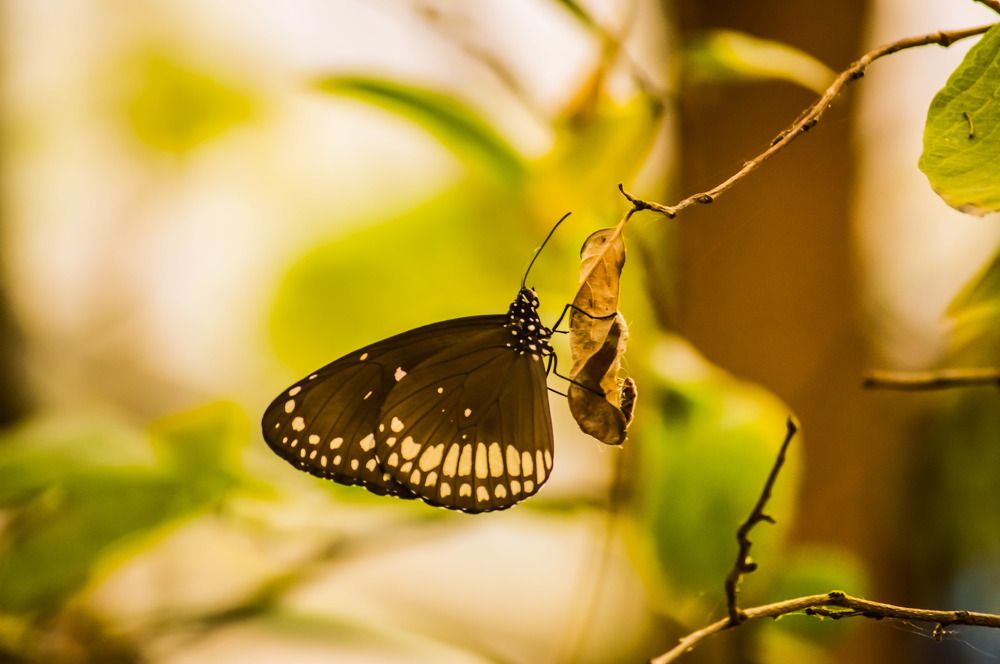 Leaf and butterfly