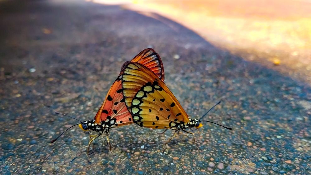 Mating