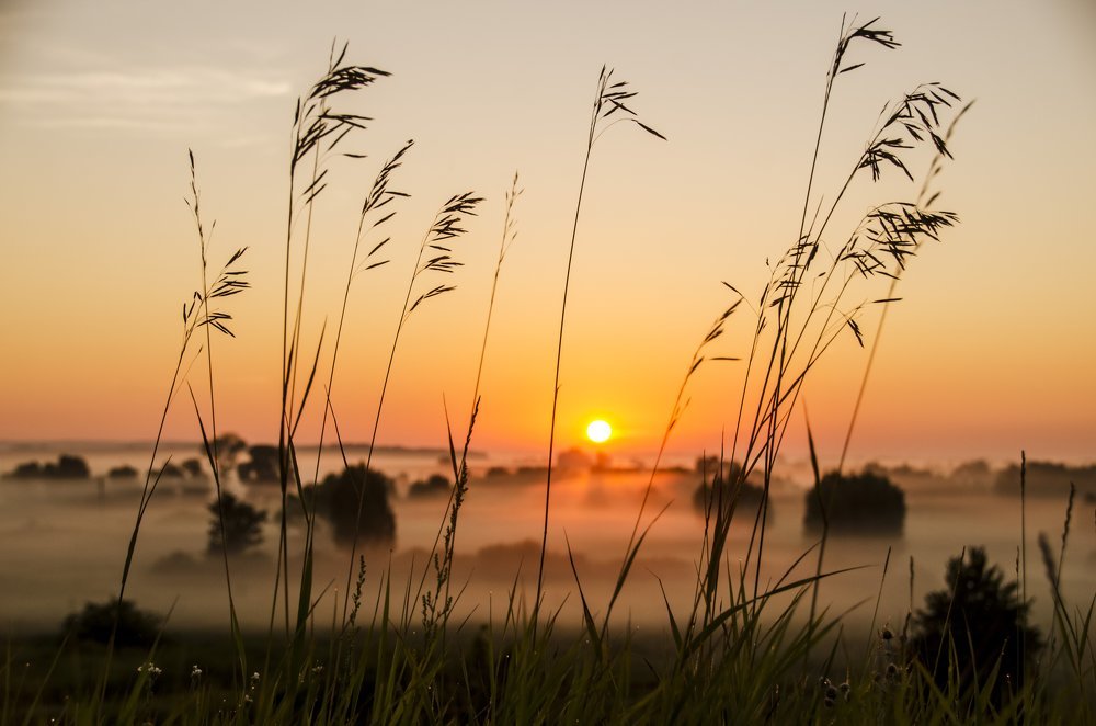 туман на рассвете