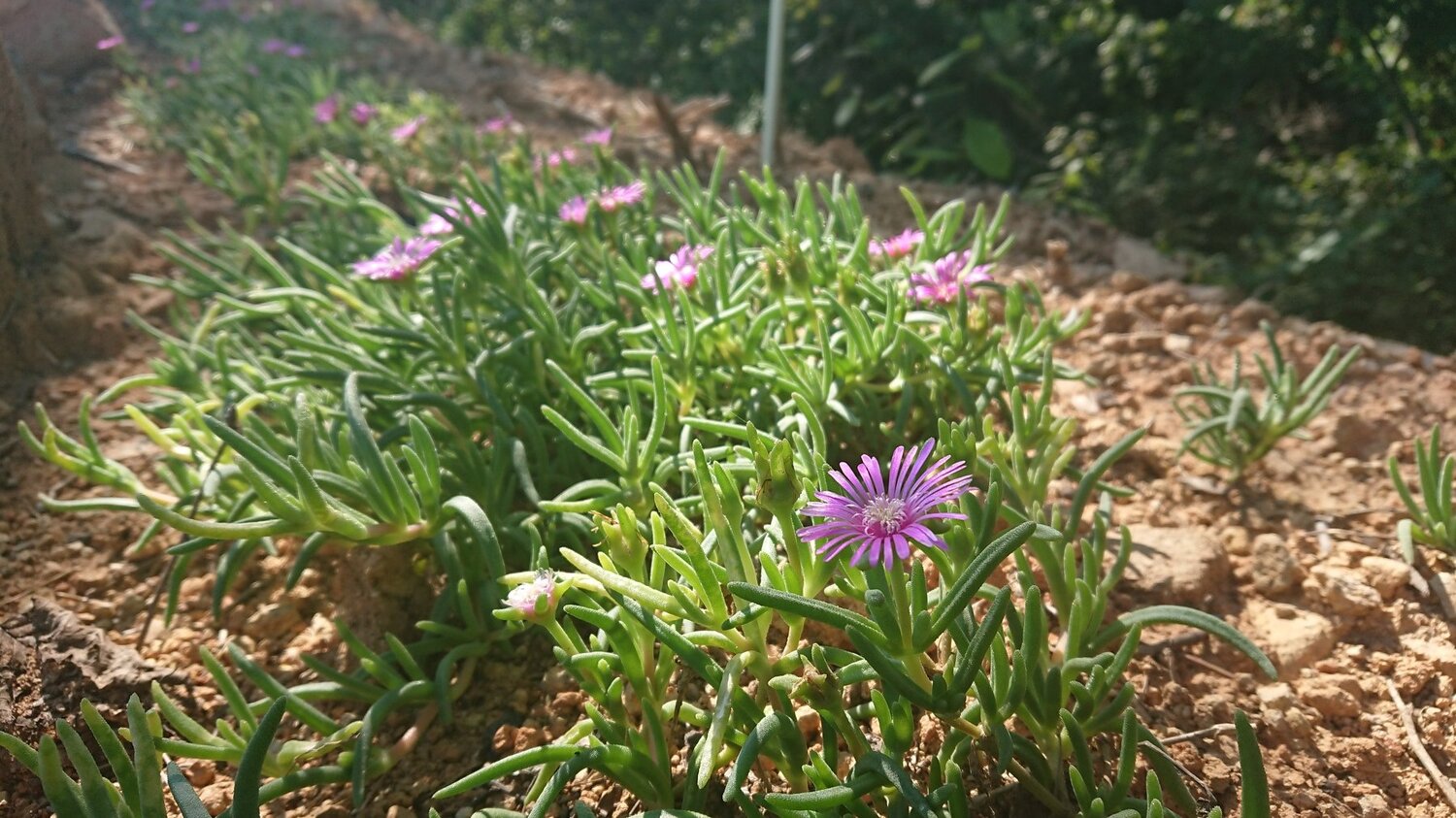 Little garden in wild