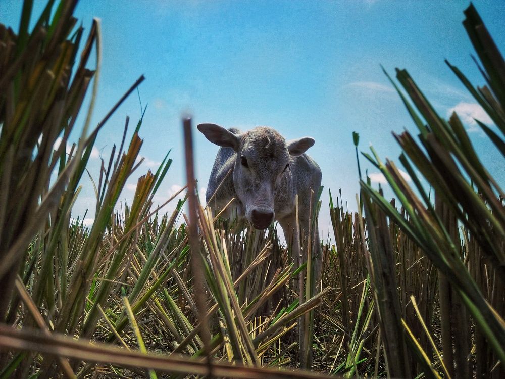 CoW