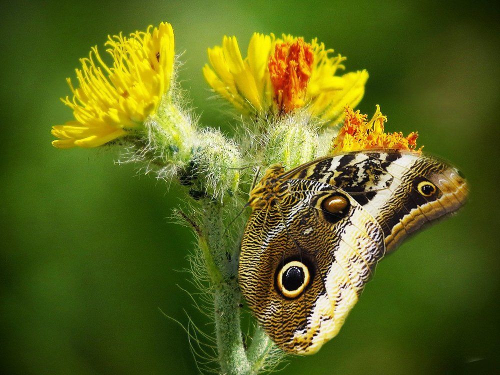 Красотка на цветке