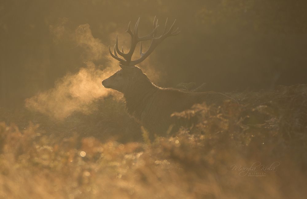 Red Deer Stag in morning mist