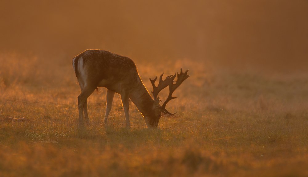 Fallow Deer in the morning mist
