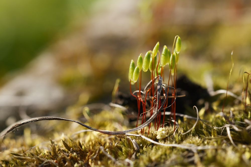 "подснежники"