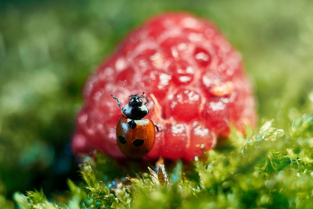 Photograph by Ольга Маковецкая