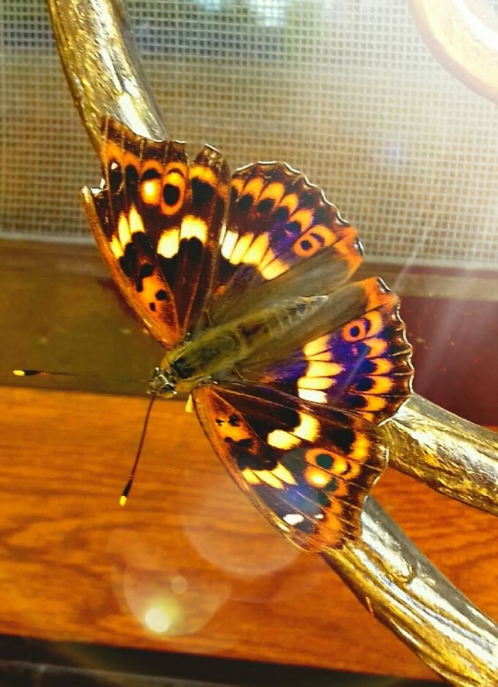 Переливистая бабочка