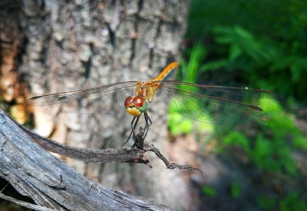 Зелёная натурщица