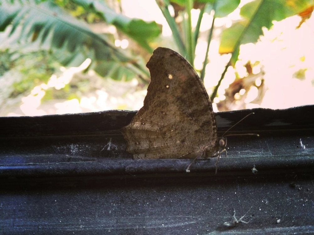 Butterfly