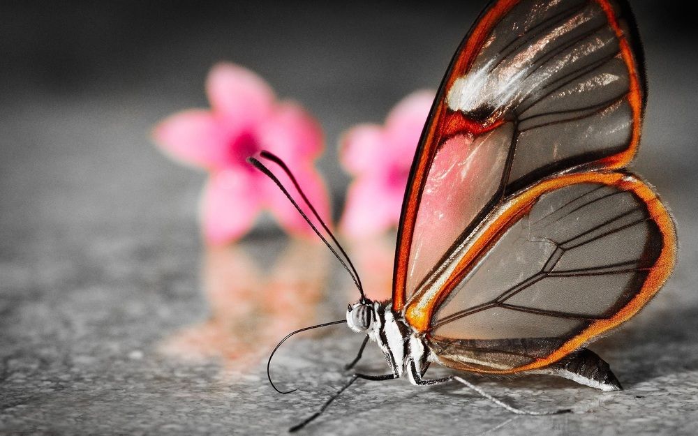 amazing transparent beautiful butterfly