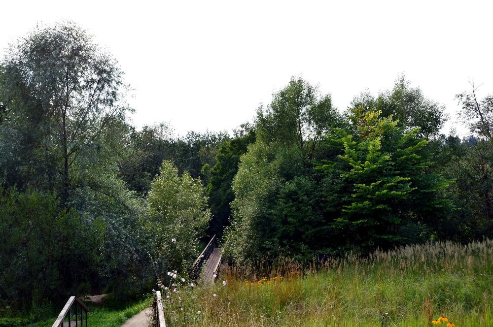 Мостик в лесу к неизвестному...