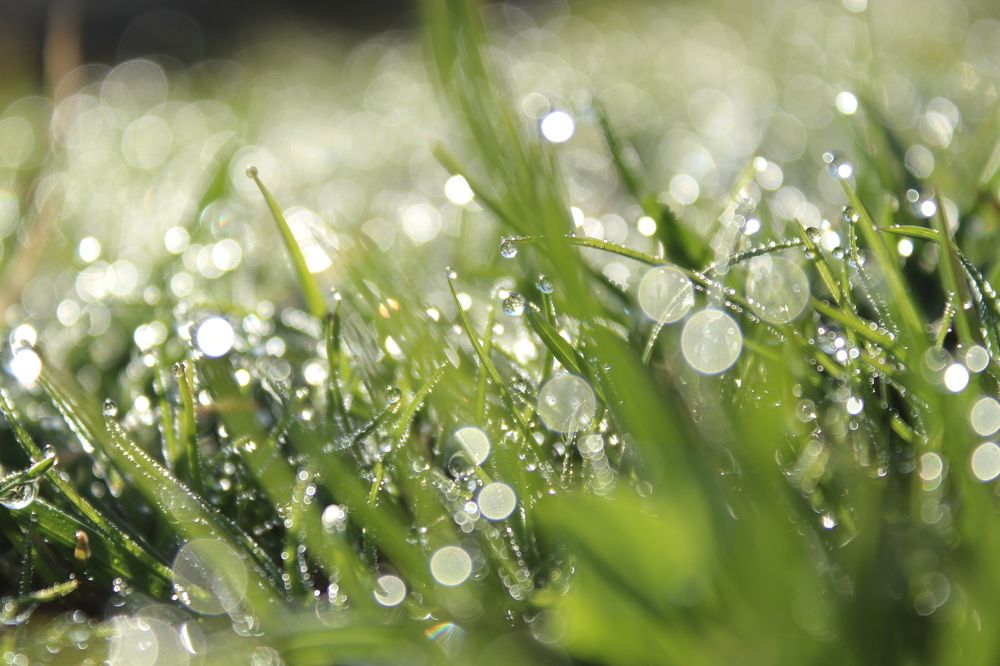 Утренняя роса