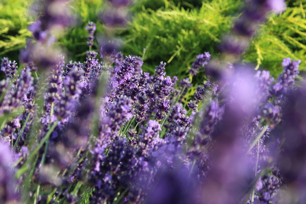 Лаванда