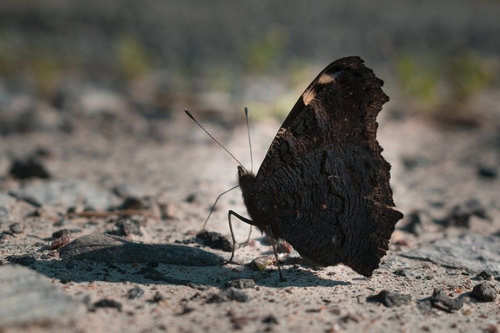 Маскировка