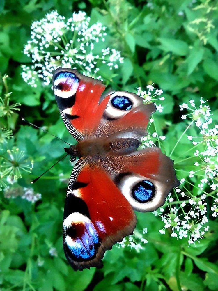 Павлиний Глаз