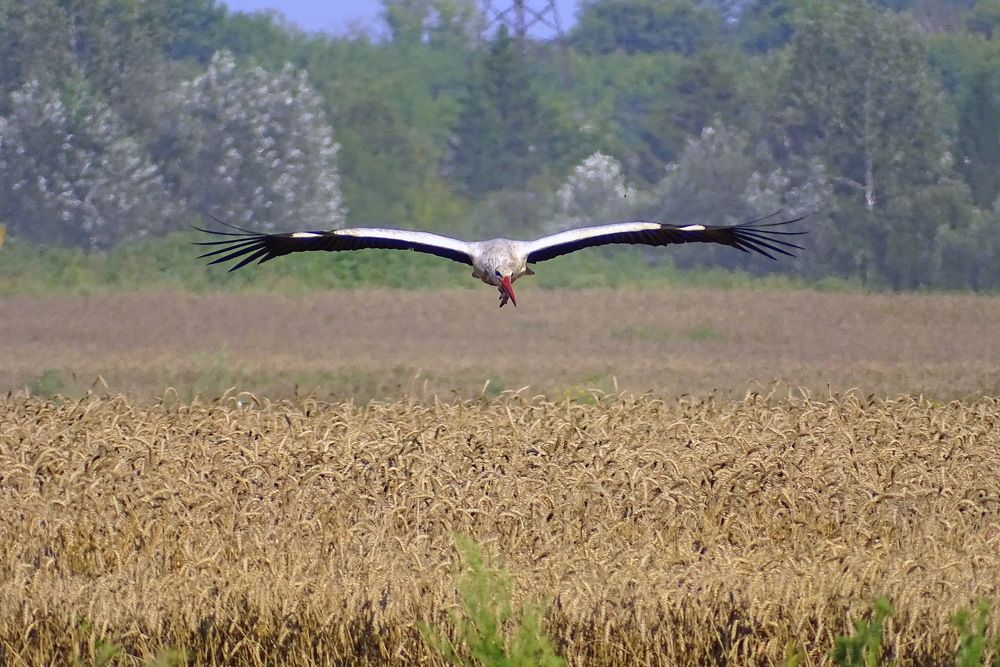 Аист над полем