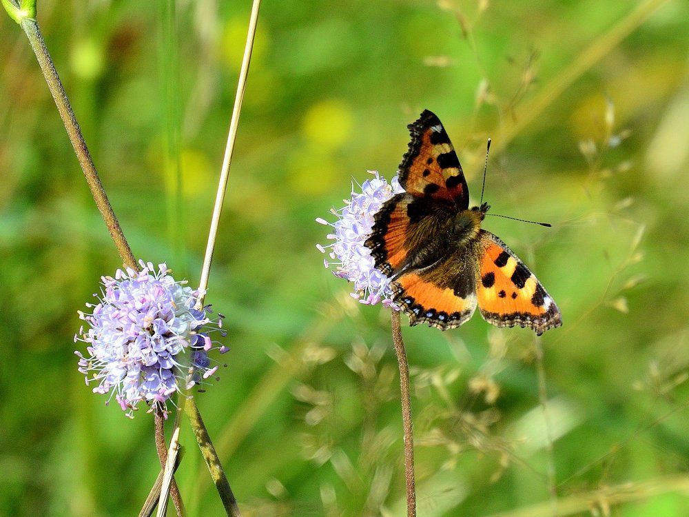 Просто крапивница