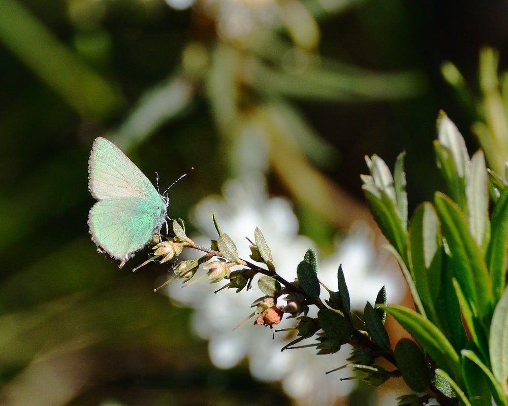 Голубянка малинная