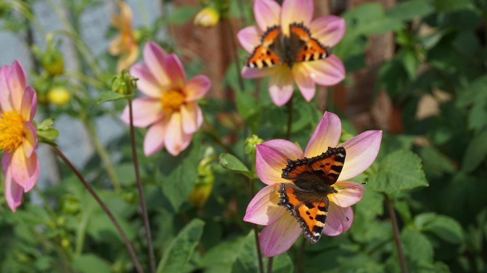 Полет над садом