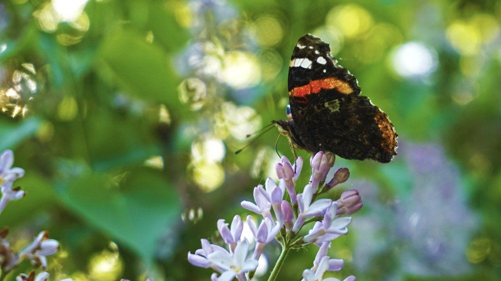 Весеннее боке