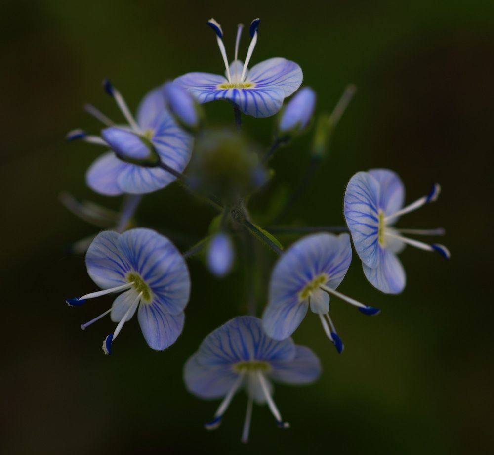 Фотография автора Медведев Сергей