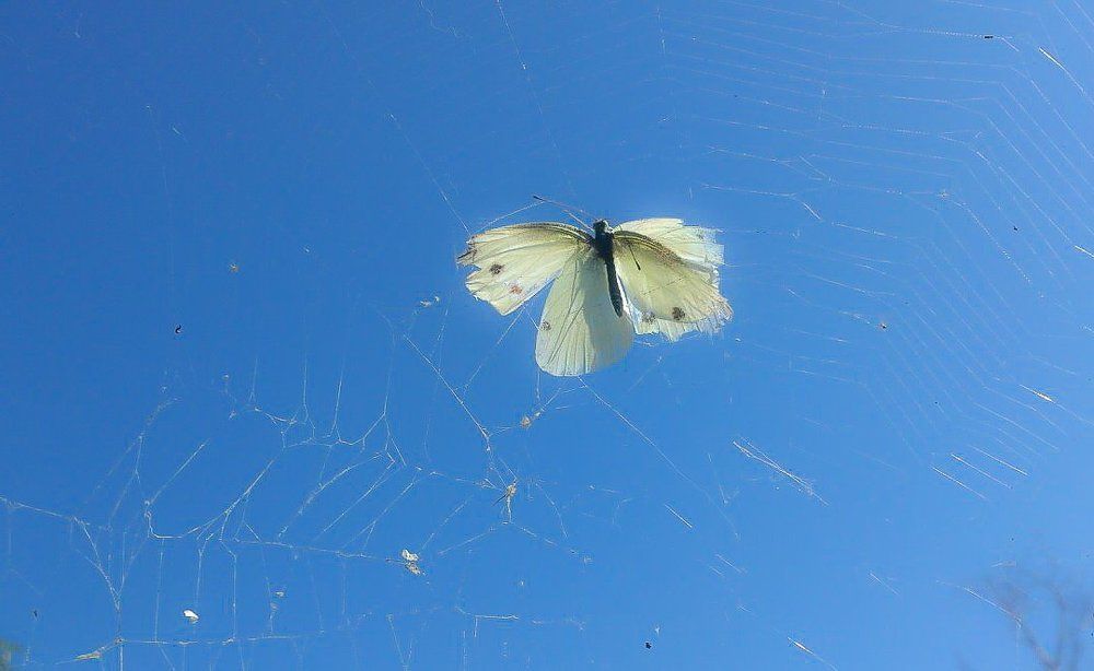 Прерванный полет