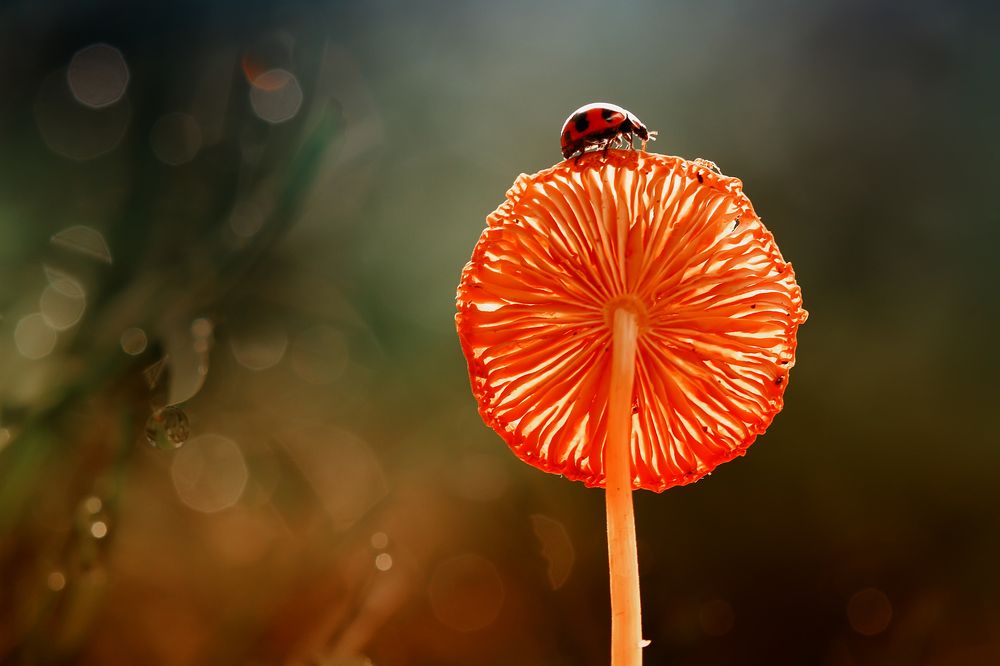 Ladybug and Fungus