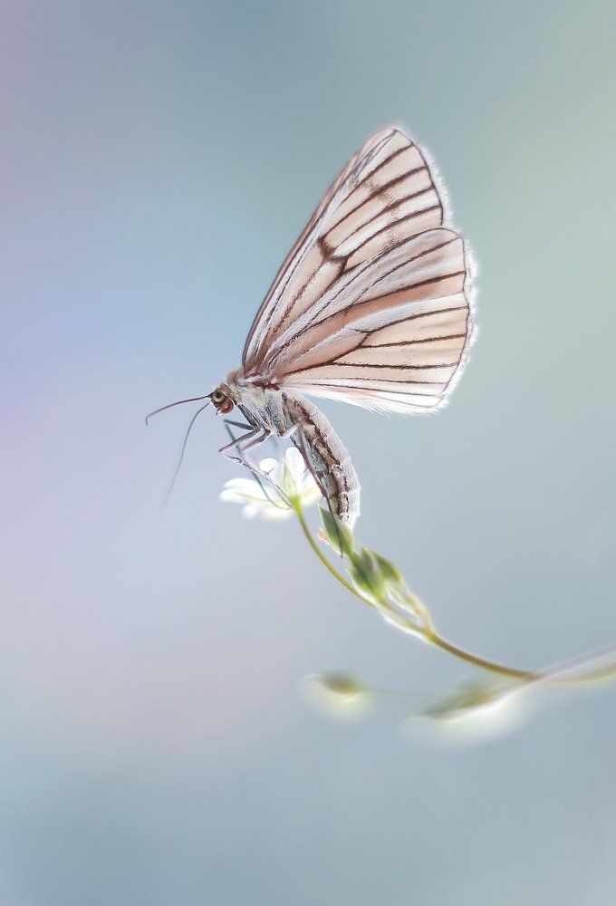 Пяденица полосатая