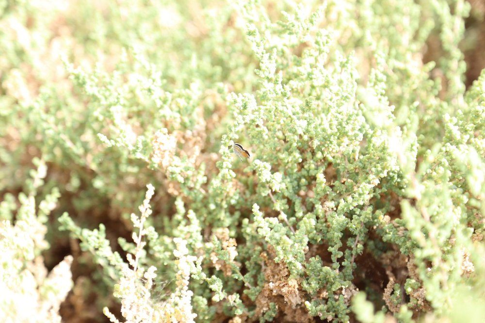 Small Butterfly blue