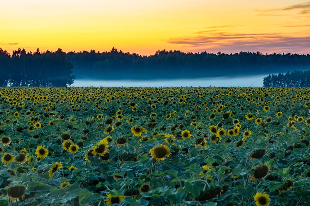 Подсолнухи, туман