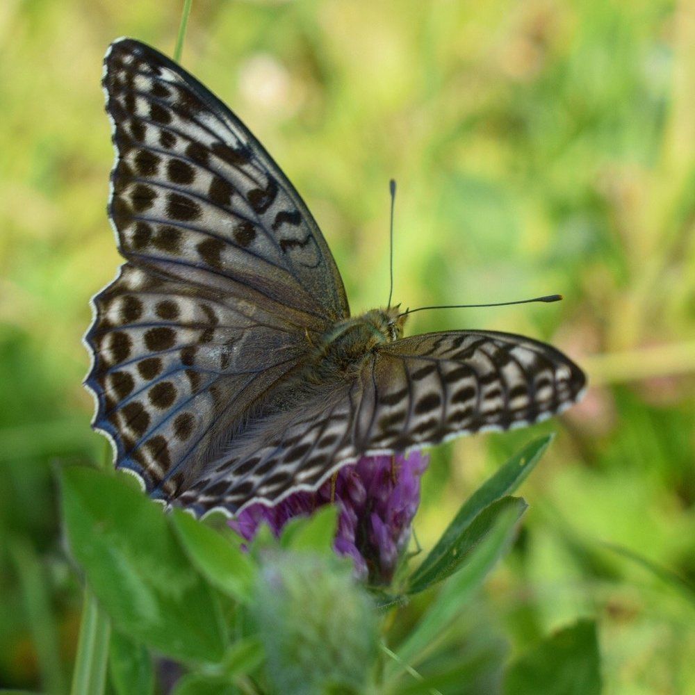 Элегантность прежде всего
