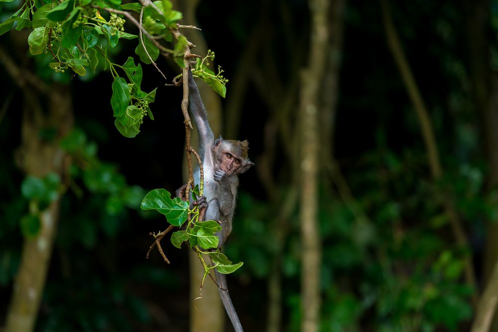 Маленький Тарзан