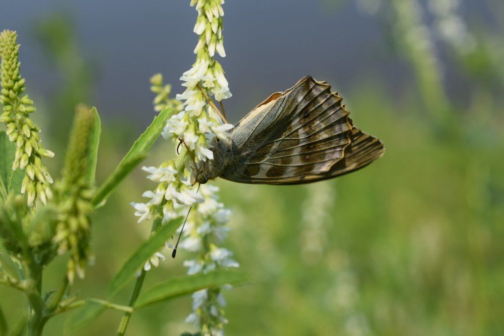 Вверх тормашками