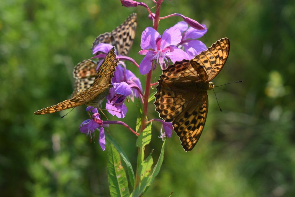 Свидание на Иван-чае