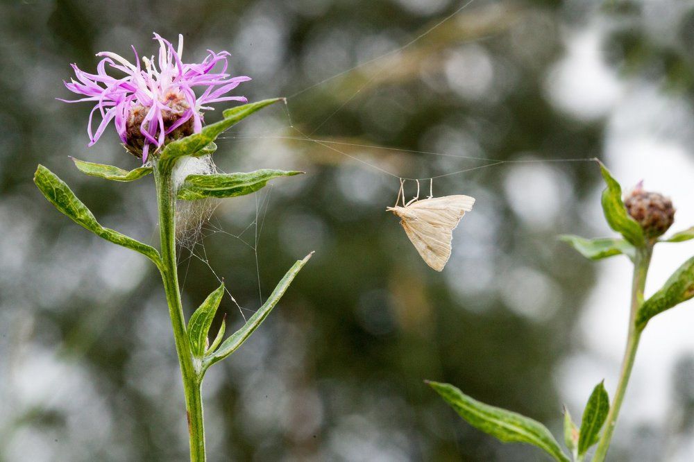Бесстрашный канатоходец