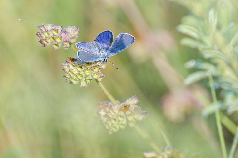 ""Утром бабочка проснулась"