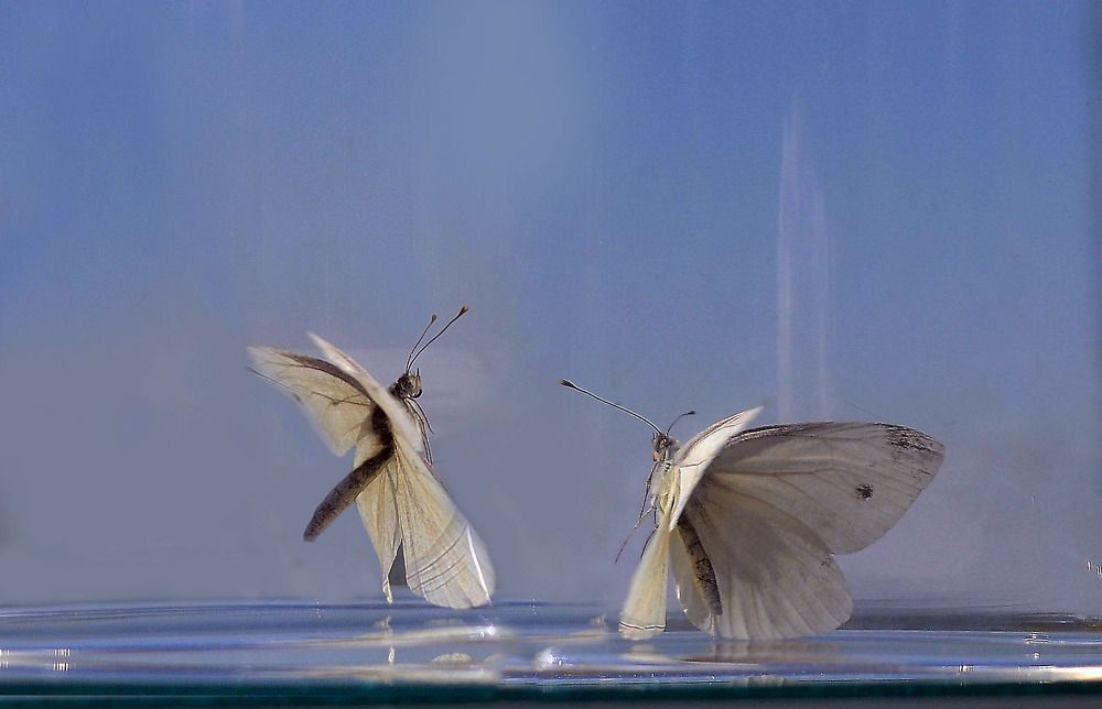 Страстный Танец