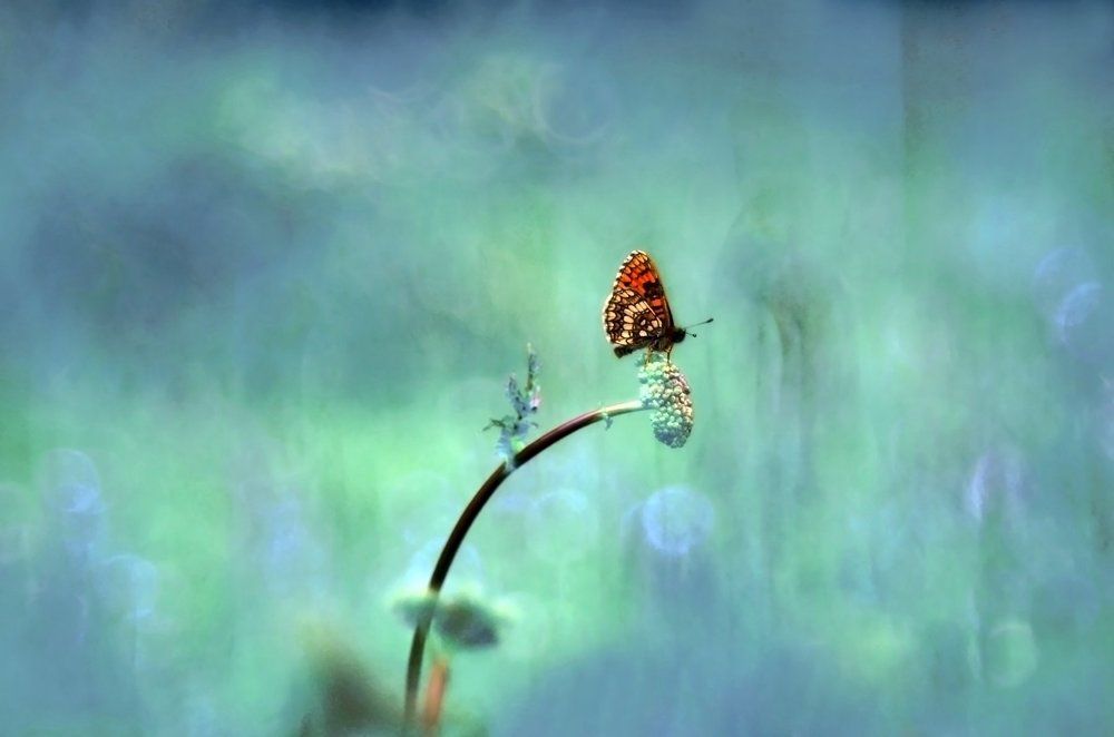 В поле одна