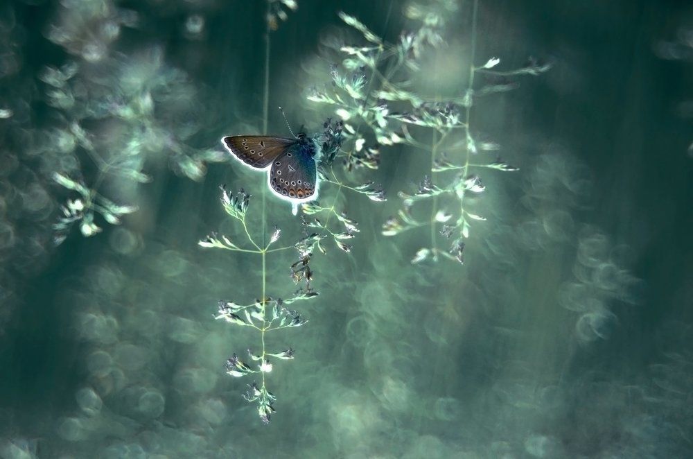 Среди тысячи бликов