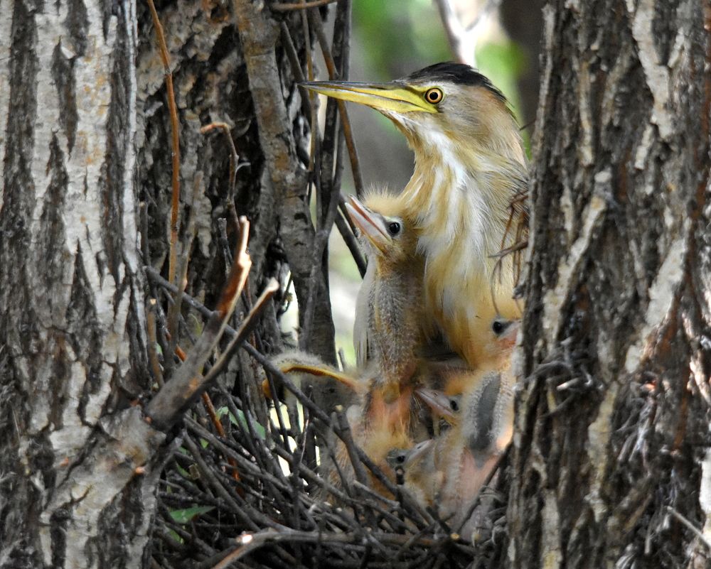Заботливая мама