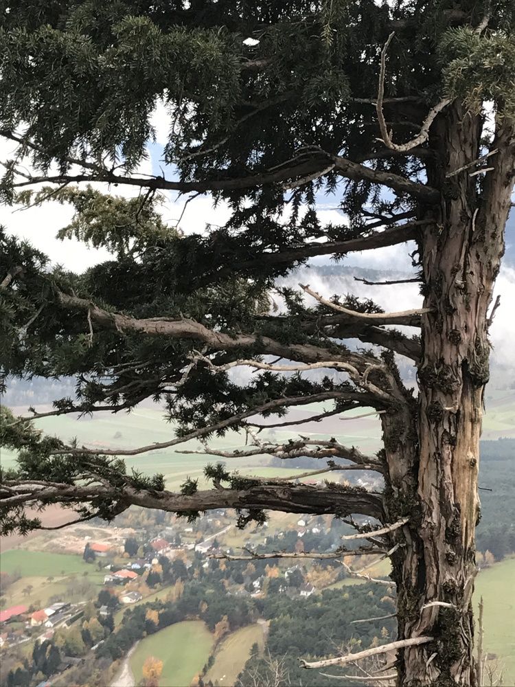 Strong tree. Сильное дерево